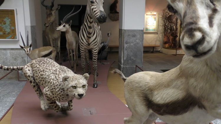 Museo di Storia Naturale Faraggiana Ferrandi Novara